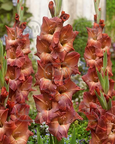 Large flowering Mohican