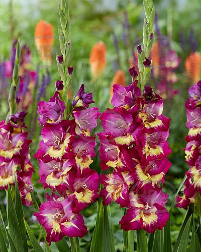 Large flowering Seashore