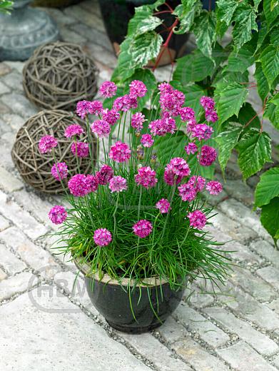 Maritima  Abbey Deep Rose