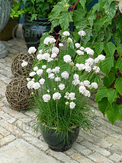 Maritima  Abbey White