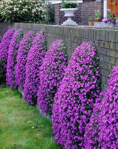 Cascade Purple