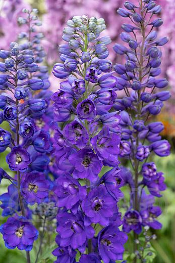 Magic Fountains  Dark Blue Black Bee