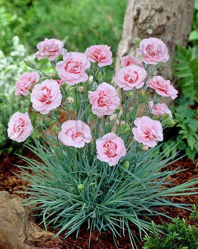 Plumarius Doris
