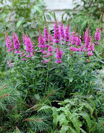 Salicaria  Robert