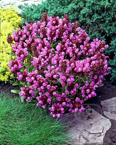 Grandiflora