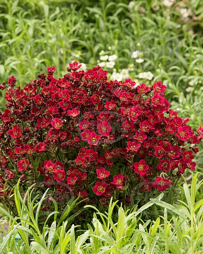 Arendsii Red