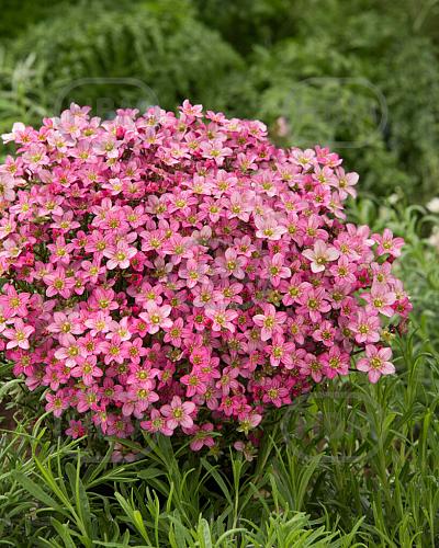 Arendsii Pink