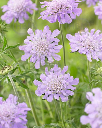 columbaria  Butterfly Blue