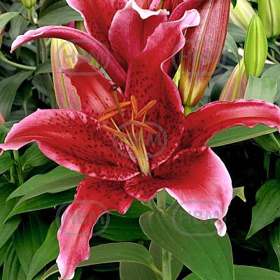 Oriental Red Flash