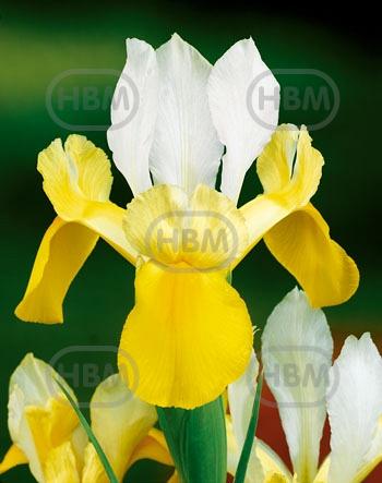 Hollandica White/Yellow