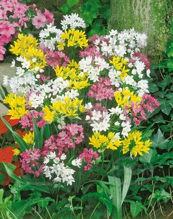 Small Flowering Mix