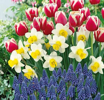 Muscari, Narcissus, Tulipa mixed