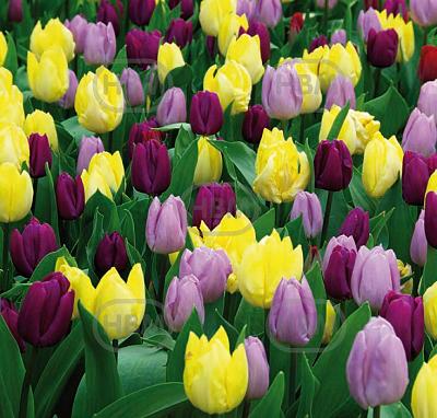 Tulipa mixed