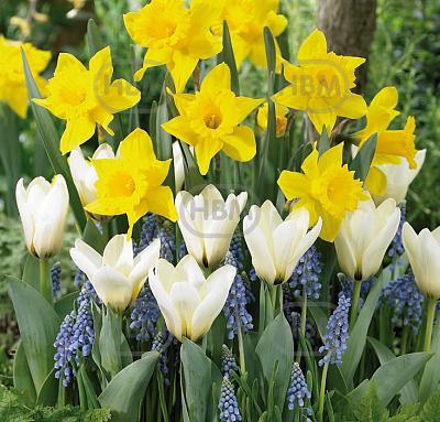 Muscari, Narcissus, Tulipa mixed
