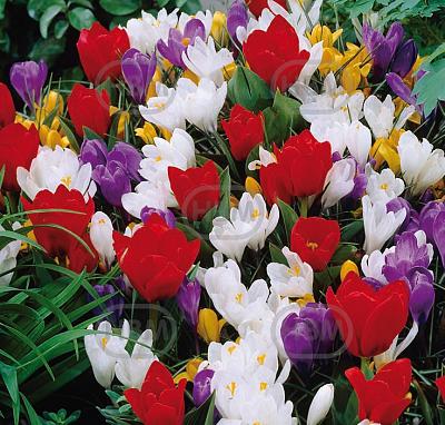 Crocus, Tulipa mixed
