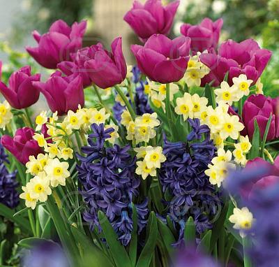Hyacinthus, Narcissus, Tulipa mixed