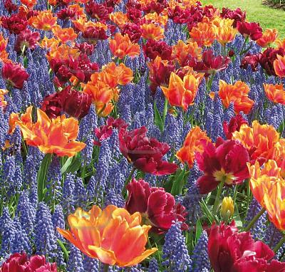 Muscari, Tulipa mixed