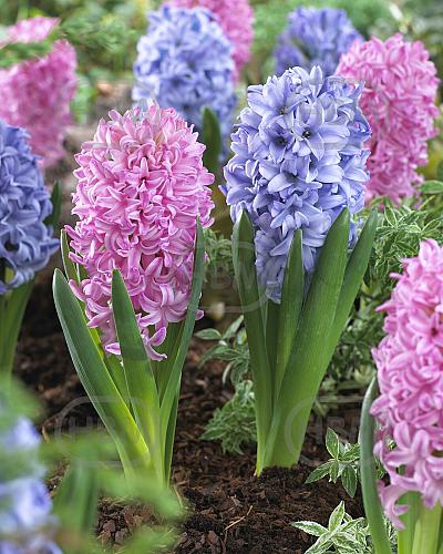 Hyacinthus mixed