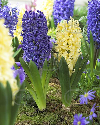 Hyacinthus mixed