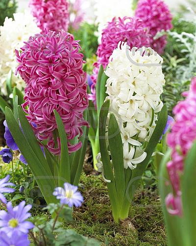 Hyacinthus mixed