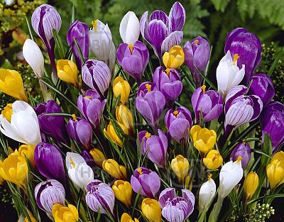 Crocus mixed