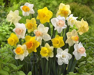 Narcissus mixed
