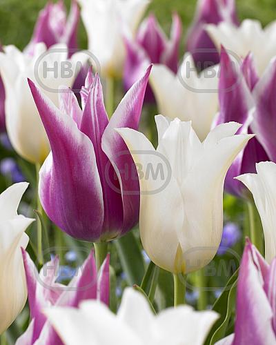 Tulipa mixed