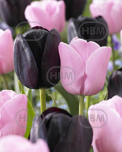 Tulipa mixed