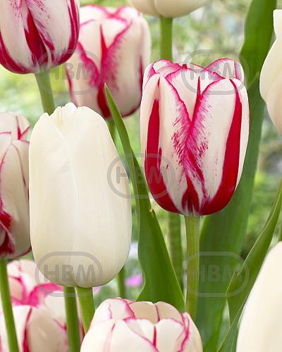 Tulipa mixed