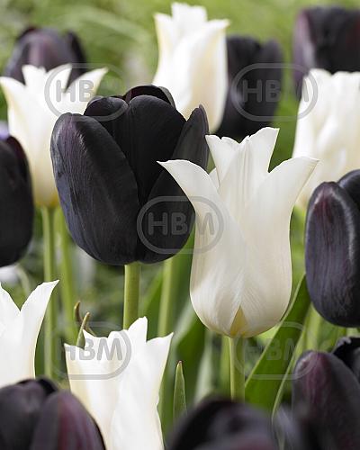 Tulipa mixed