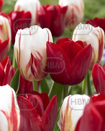 Tulipa mixed