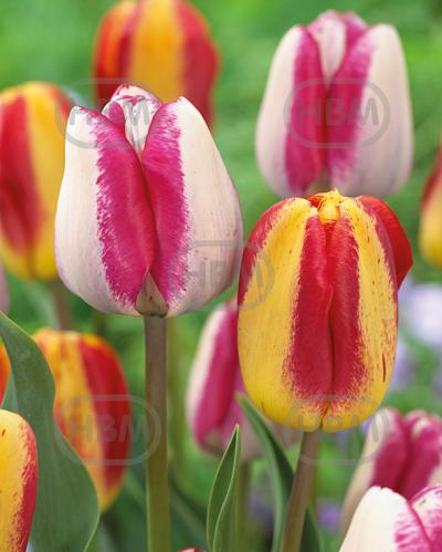 Tulipa mixed
