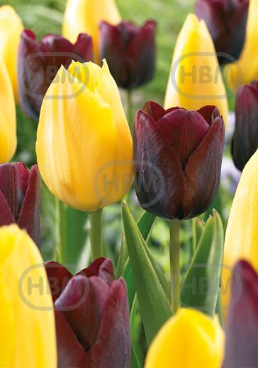 Tulipa mixed