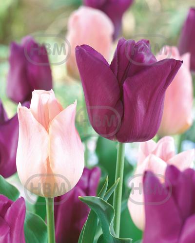 Tulipa mixed