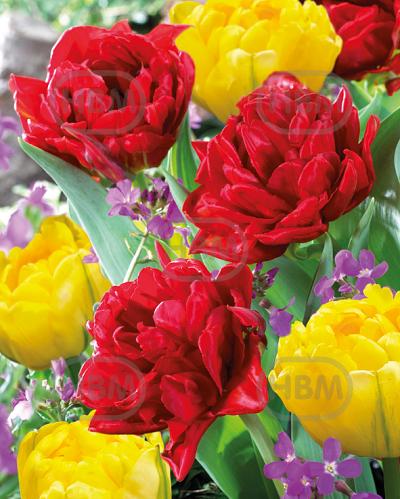 Tulipa mixed