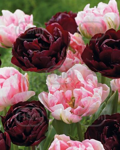 Tulipa mixed
