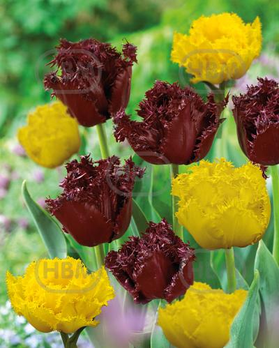 Tulipa mixed