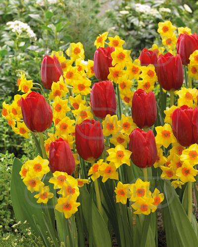 Narcissus, Tulipa mixed