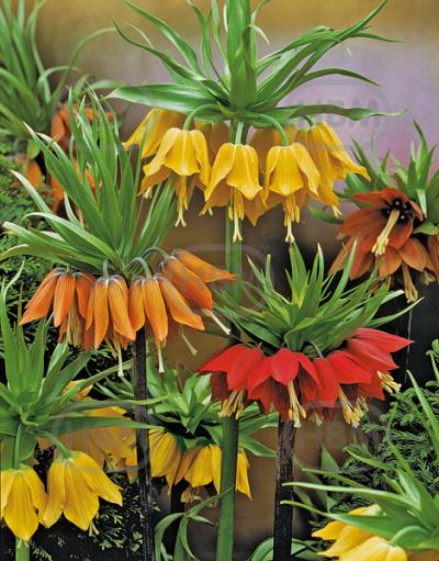Fritillaria mixed