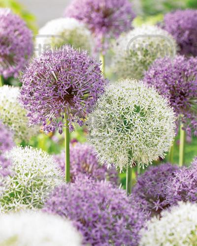 Allium mixed