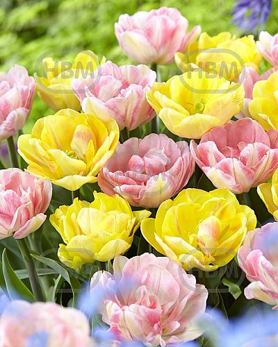 Tulipa mixed