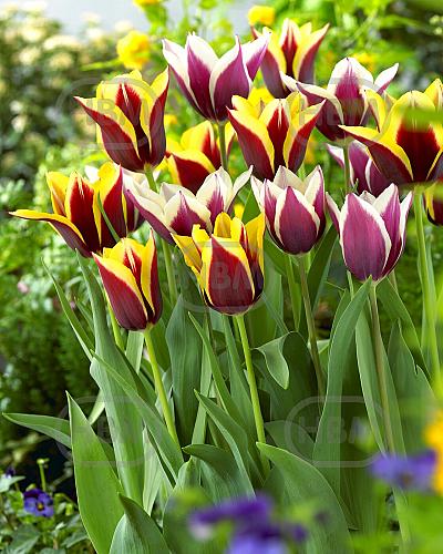Tulipa mixed