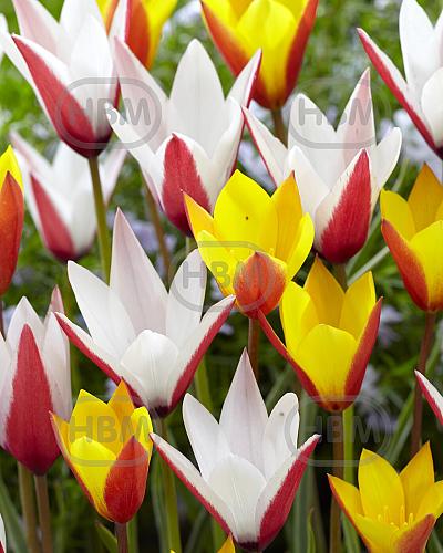 Tulipa mixed