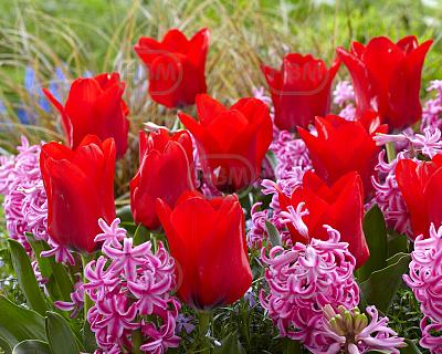 Hyacinthus, Tulipa mixed