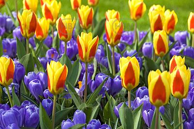 Crocus, Tulipa mixed
