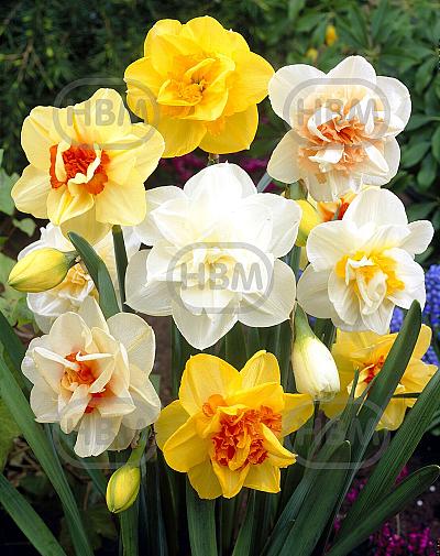 Narcissus mixed
