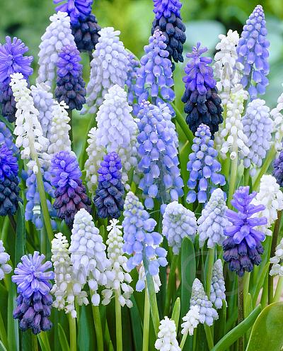 Muscari mixed