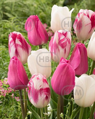 Tulipa mixed