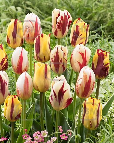 Tulipa mixed