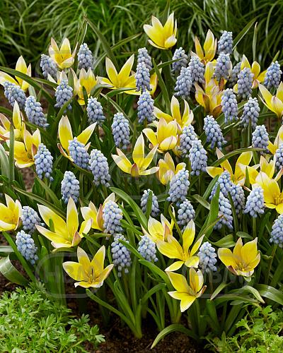 Muscari, Tulipa mixed